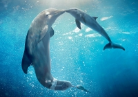 История дельфина 2 / Dolphin Tale 2 (2014) 
