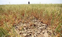 В Могилёвской области засуха повредила 27 тыс. га зерновых