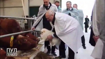 Лукашенко на дегустацию молока красных датских коров взял шпица